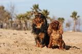KING CHARLES SPANIEL 021